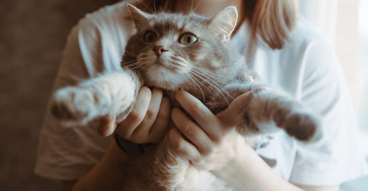 Cat Emergency First Aid: The Essential Guide for Pet Parents - cutie.dog