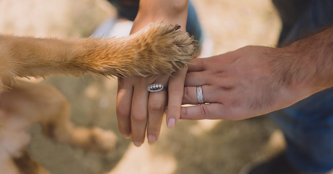 Dog Emergency First Aid: Your Essential Guide - cutie.dog