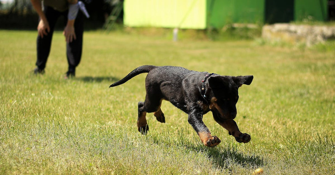New Pet Owner's Essential Toolkit: Your Complete Guide - cutie.dog