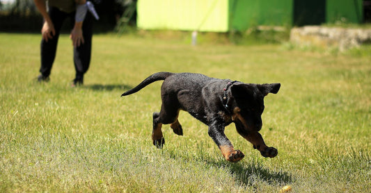 New Pet Owner's Essential Toolkit: Your Complete Guide - cutie.dog
