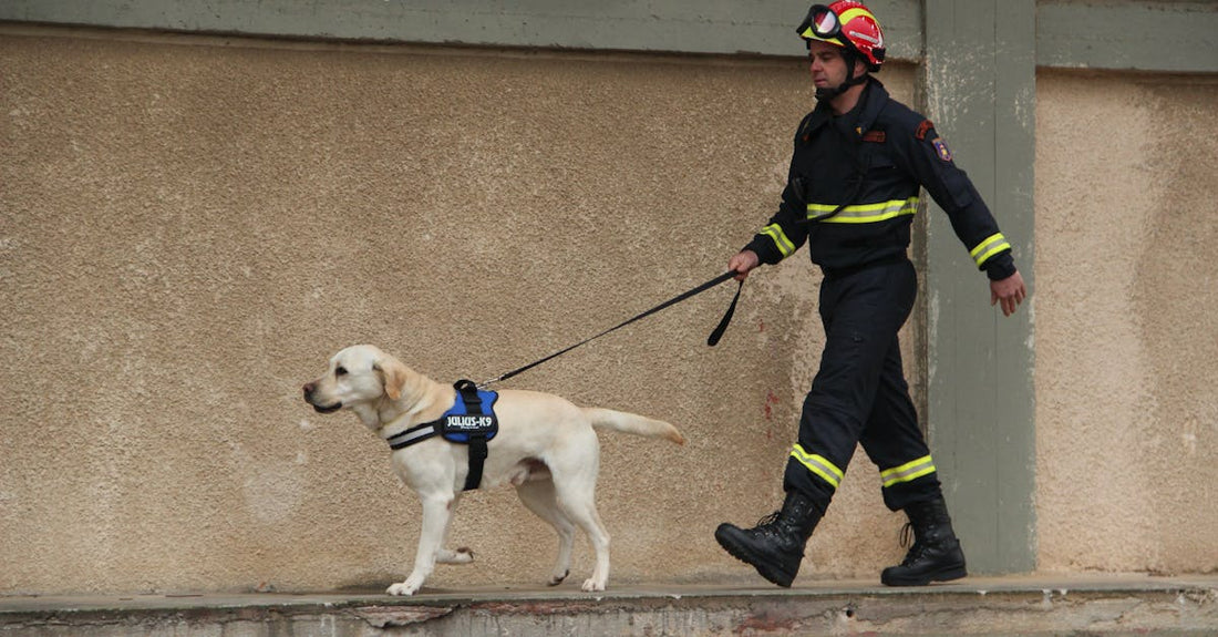Pet Disaster Prep: Your Essential Guide - cutie.dog