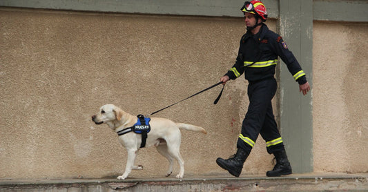 Pet Disaster Prep: Your Essential Guide - cutie.dog