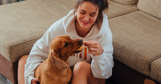 Ultimate Dog Crate Training Guide: Create a Safe & Happy Den - cutie.dog